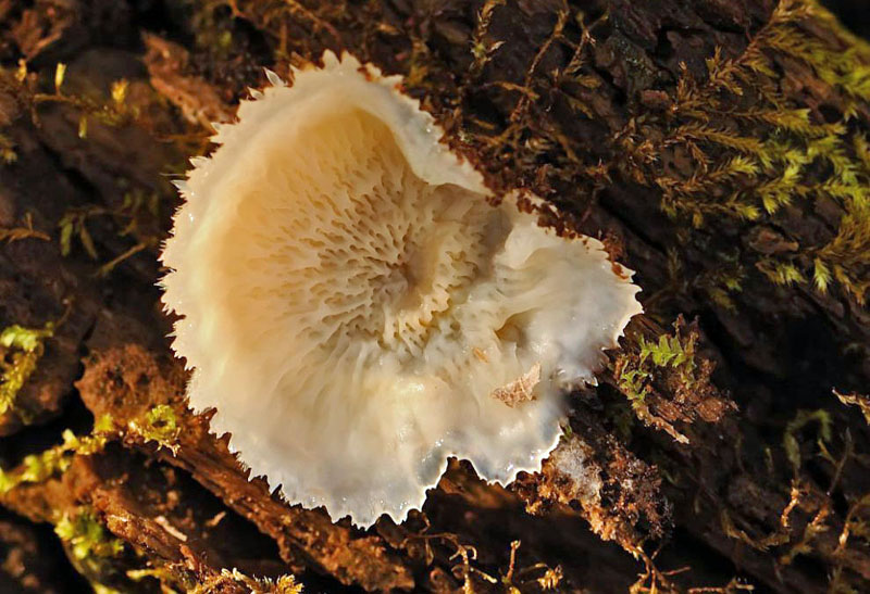 About Jelly Rot Fungus - Maryland Biodiversity Project